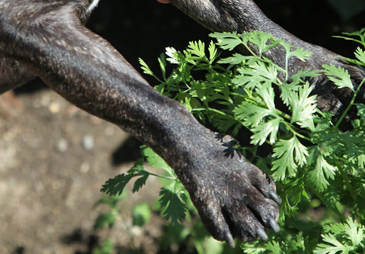 Sharkey, the cilantro is bright and bushy.  Martha likes to add it to her healthy green juice mix.