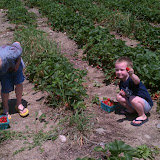 Strawberry Picking - 258657_10150220586051390_600301389_7162739_4157535_o.jpg