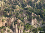 Canyon Rose