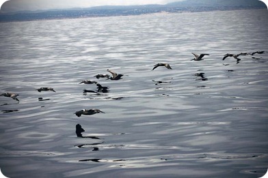 bird 3 bird 3