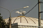 Stork capital