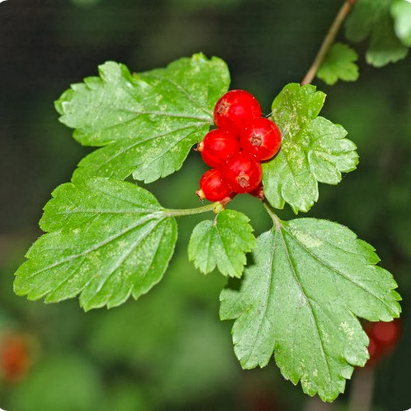 Il ribes sia rosso che nero ha delle proprietà favolose per il nostro organismo.