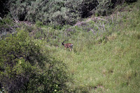 Wild Dear Photo