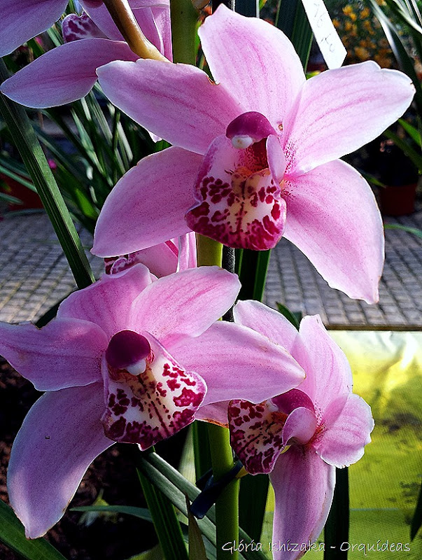 Glória Ishizaka - orquideas 37