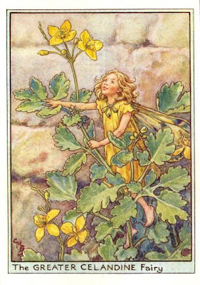 greater_celandine_flower_fairy.jpg