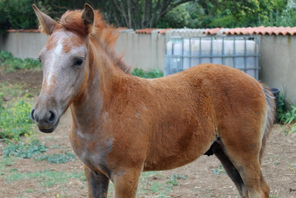 [Montpellier%2520189-001%255B4%255D.jpg]