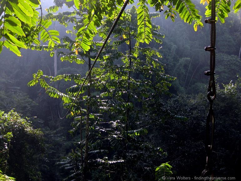 Tree top flight of the gibbon zip line