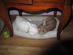 While the critters may get to rest in a rehabbers care... While the critters may get to rest in a rehabbers care...