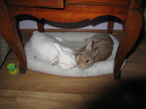 While the critters may get to rest in a rehabbers care... While the critters may get to rest in a rehabbers care...