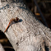 DSC_7221.jpg