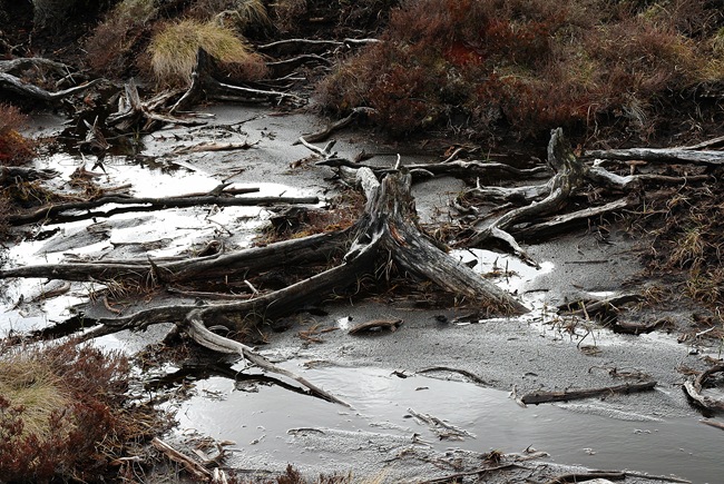 ANDY'S PEAT BOG