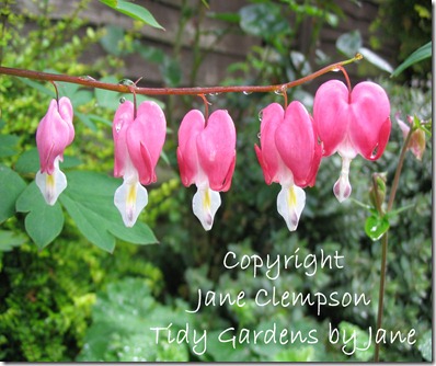 Bleeding Heart Photo