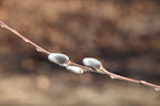 The catkins appear long before the leaves and before they come into full flower, the catkins are covered with a soft fur, just like our feline housemates!  And that's why they're called pussy willows.