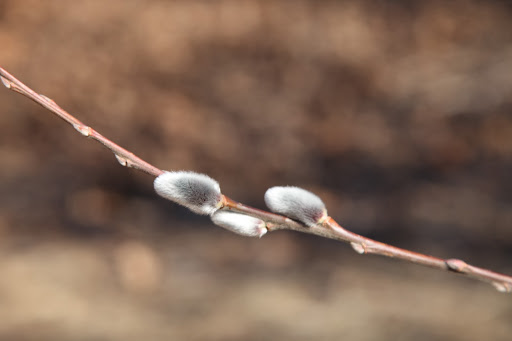 The catkins appear long before the leaves and before they come into full flower, the catkins are covered with a soft fur, just like our feline housemates!  And that's why they're called pussy willows.