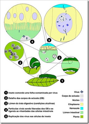 ciclo de vida do baculovírus