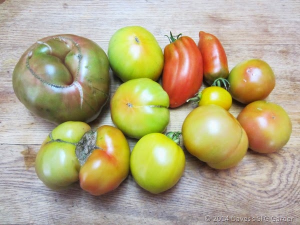 [tomatoes2.jpg]