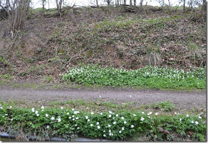 wood anemones