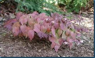 Epimedium, 'Dark Beauty'