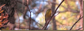 Weymouth Woods_113