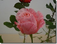 DSC00623 DSC00623