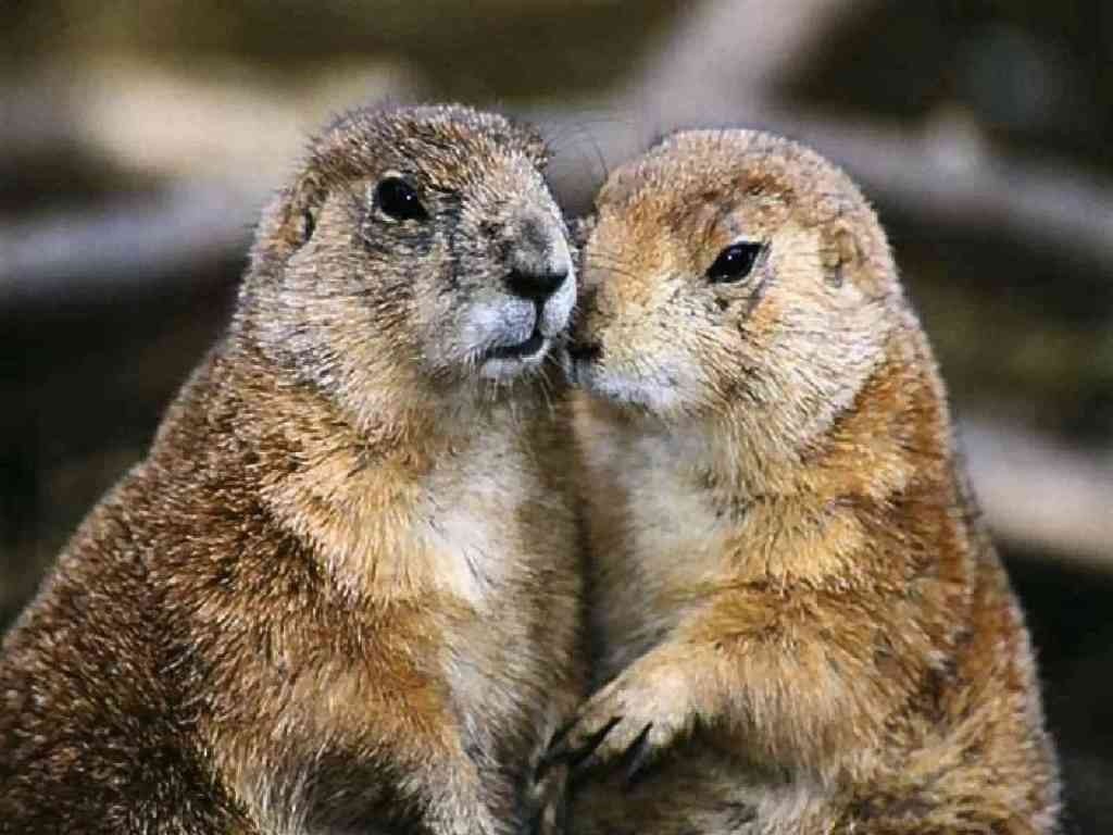 [marmot%2520twins%2520Wallpaper__yvt2%255B4%255D.jpg]