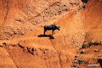 Black cow on red background