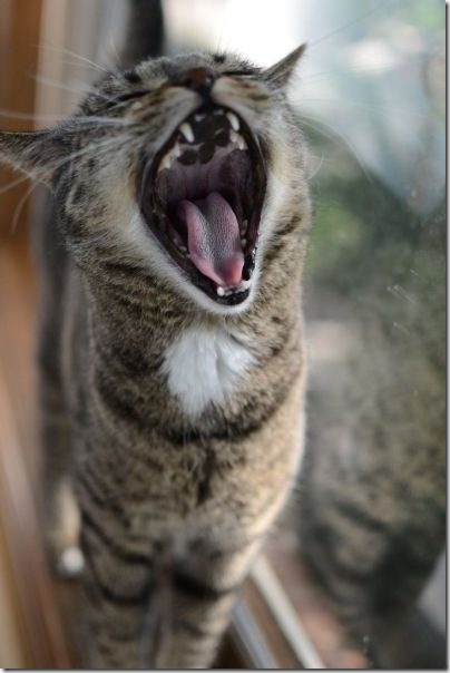 funny-animals-haha-4