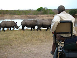 We were in these open air vehicles too, so some of those encounters (like the big rhino coming straight at us) were a bit scary. The other 3-4 rhinos tried to escape when the big old male wasn't looking but he caught them and it was a long time before they got away again. South Africa - 488.jpg