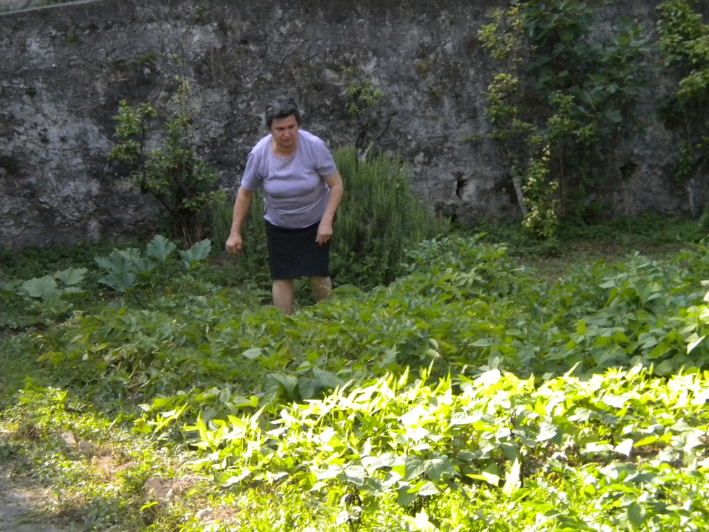 [DSCN15644.jpg&description=Raspberry Picking with I Nonni')]
