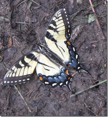 butterfly butterfly