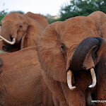 Tsavo East - Kenia