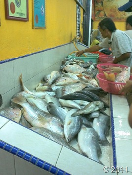 IMG048 IMG048