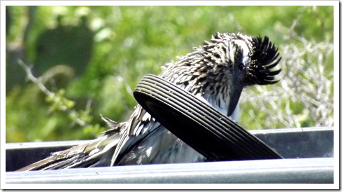 roadrunner 1 roadrunner 1