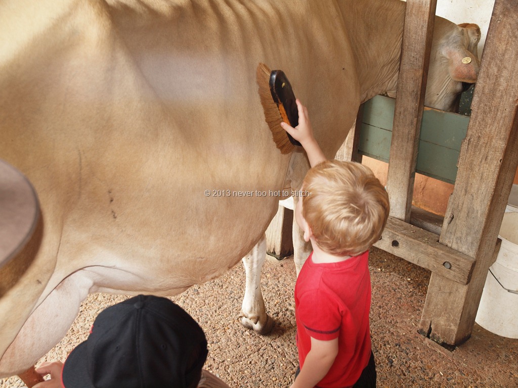 [2012-12-30%2520Ben%2520brushing%2520the%2520cow%255B10%255D.jpg]