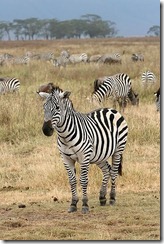 Zebra