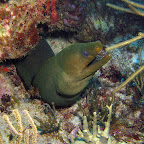 Green moray