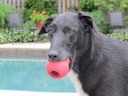 T-Bone, another Zoe sibling, is anxious to get this photo session over with as he can smell the peanut butter hidden in the red toy that his stylist chose to accessorize the shot.