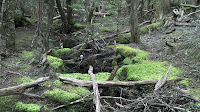 Parsons Road-Haberles Hut 25.jpg Photo