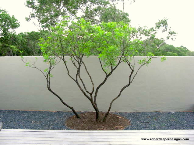 zen-minimal-landscape-tree-gravel.jpg