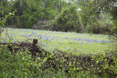 Copelyn Springs Road Chappell Hill TX 13