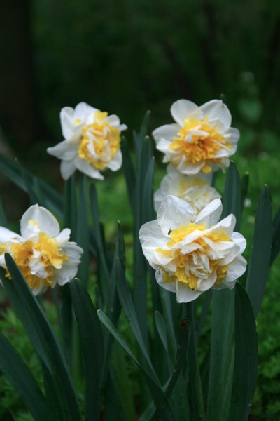 Daffs2