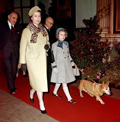 corgi--a corgi--a