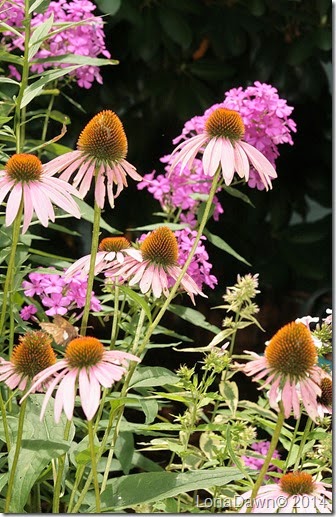 Coneflowers Butterfly Garden