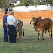 superleite2011_dia1607_82.JPG