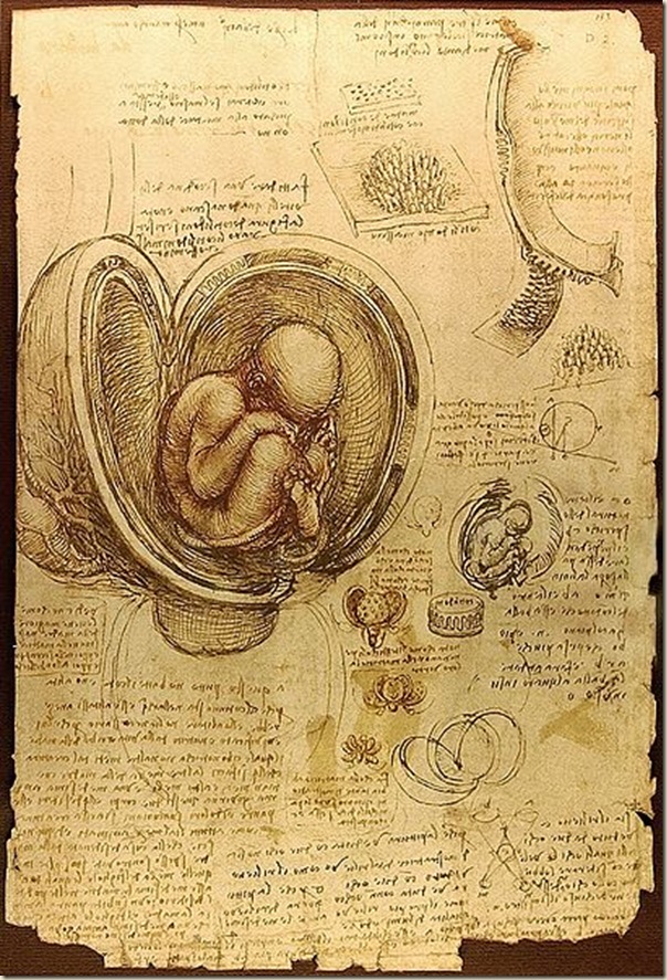 Leonard de Vinci, Etude d’embryon
