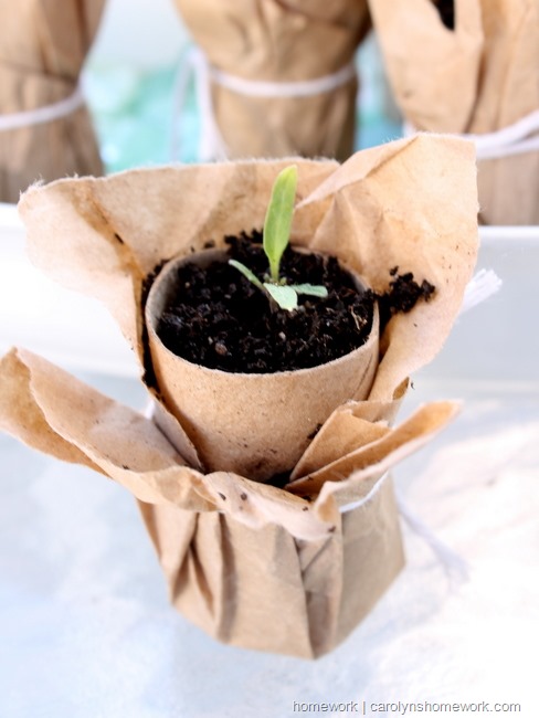 Brown Paper  Seedling Pots via homework | carolynshomework.com 