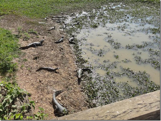 Pantanal_DSC08635 Pantanal_DSC08635