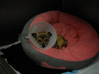 This is the other photo of me at the shelter.  My mommy (Dr. Pia) got these photos in an email.  Someone said I needed help and a home so she came and got me!