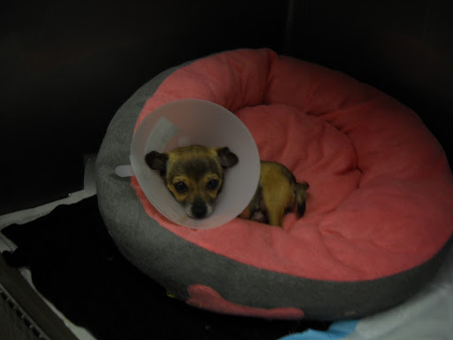 This is the other photo of me at the shelter.  My mommy (Dr. Pia) got these photos in an email.  Someone said I needed help and a home so she came and got me!
