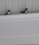 G.K. Learns About Barn Swallows